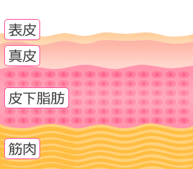表皮 真皮 皮下脂肪 筋肉
