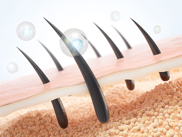 毛穴の仕組み【画像】