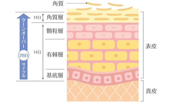 ターンオーバーの乱れ【画像】