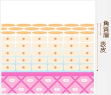 新しい皮膚の生成を活性化【画像】