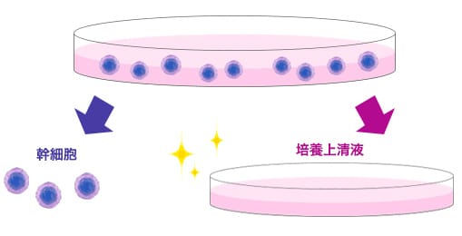 培養上清液 培養イメージ【画像】