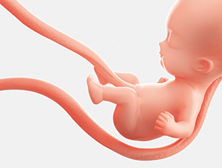 ヒト臍帯幹細胞イメージ【画像】