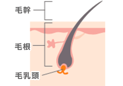 毛乳頭が栄養を取り毛幹が太く伸びる時期
