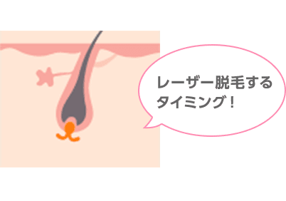 毛乳頭が栄養を取り新しい毛ができる時期（レーザー脱毛するタイミング）