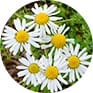 カモミール【画像】