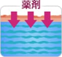 真皮のある深い層まで浸み込みます【画像】