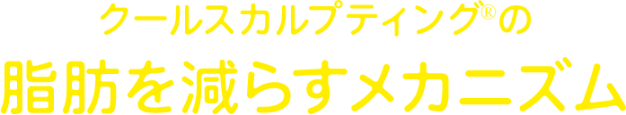 クールスカルプティング&reg;の脂肪が除去されるメカニズム