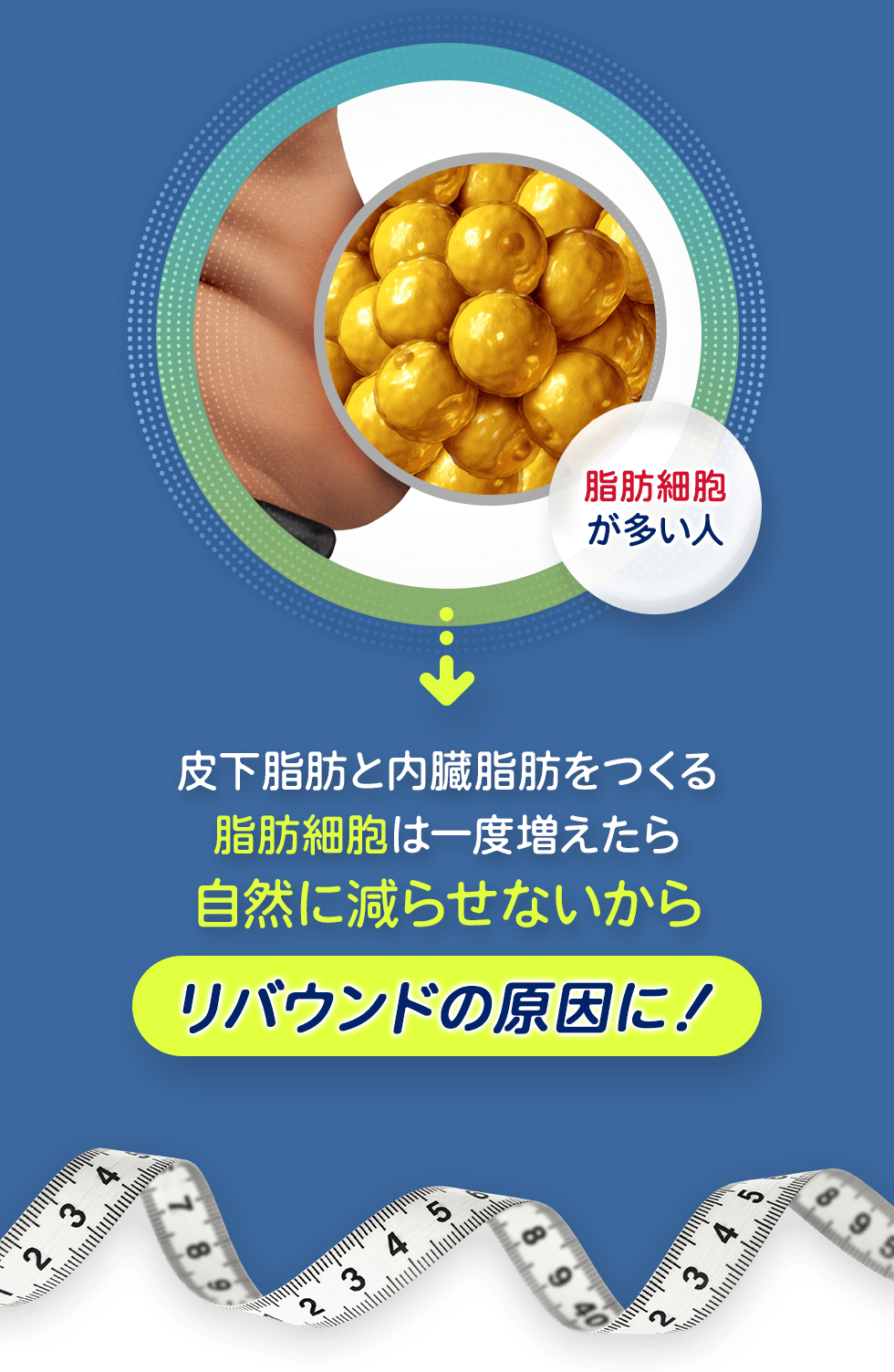 脂肪細胞を数多く蓄積している 皮下脂肪や内臓脂肪を生む脂肪細胞は増えると自然に減らずリバウンドのもとに！