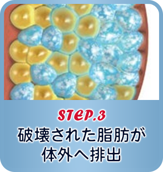 STEP.3 脂肪が自然に体の外へ排出