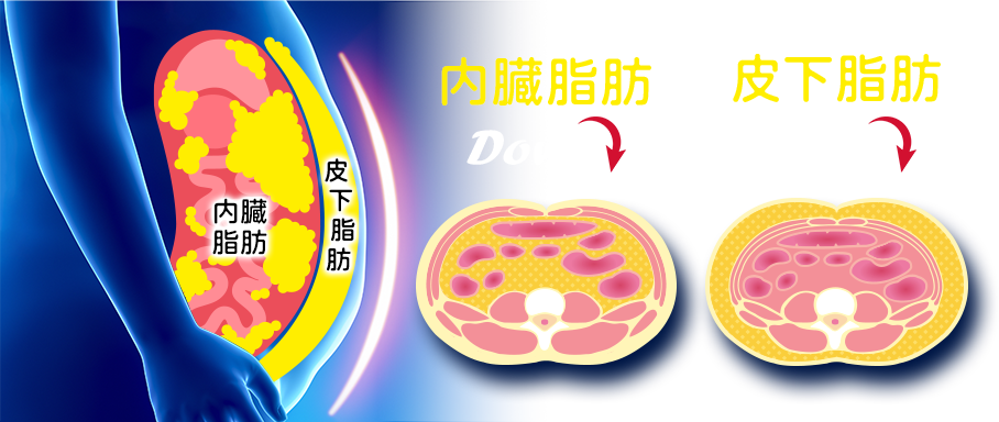 内臓脂肪DOWN 皮下脂肪DOWN