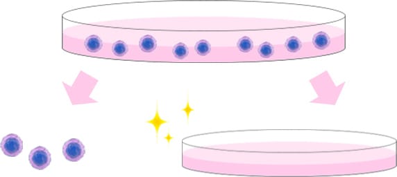 培養上清液 培養イメージ【画像】