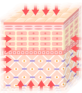 コラーゲンやエラスチンを増生