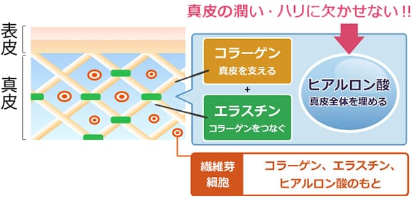 真皮全体を埋めるヒアルロン酸は、真皮の潤い・ハリに欠かせない