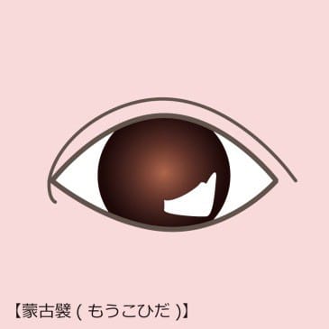 蒙古ひだ【画像】