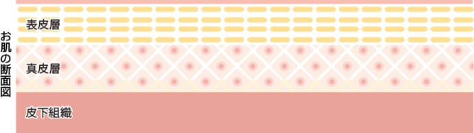 たるみの基礎知識【画像】