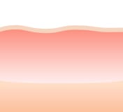 肌の再生促進【画像】