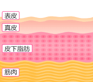 シワのあるお肌【画像】